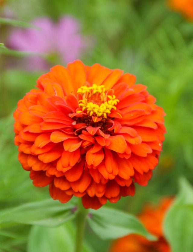 Honderden zinnia’s in één border: John zaait ze allemaal zelf